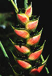 heliconia