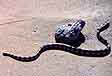snake