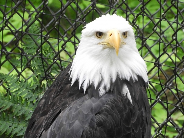 Bald eagle at Alaska Raptor Center, Sitka