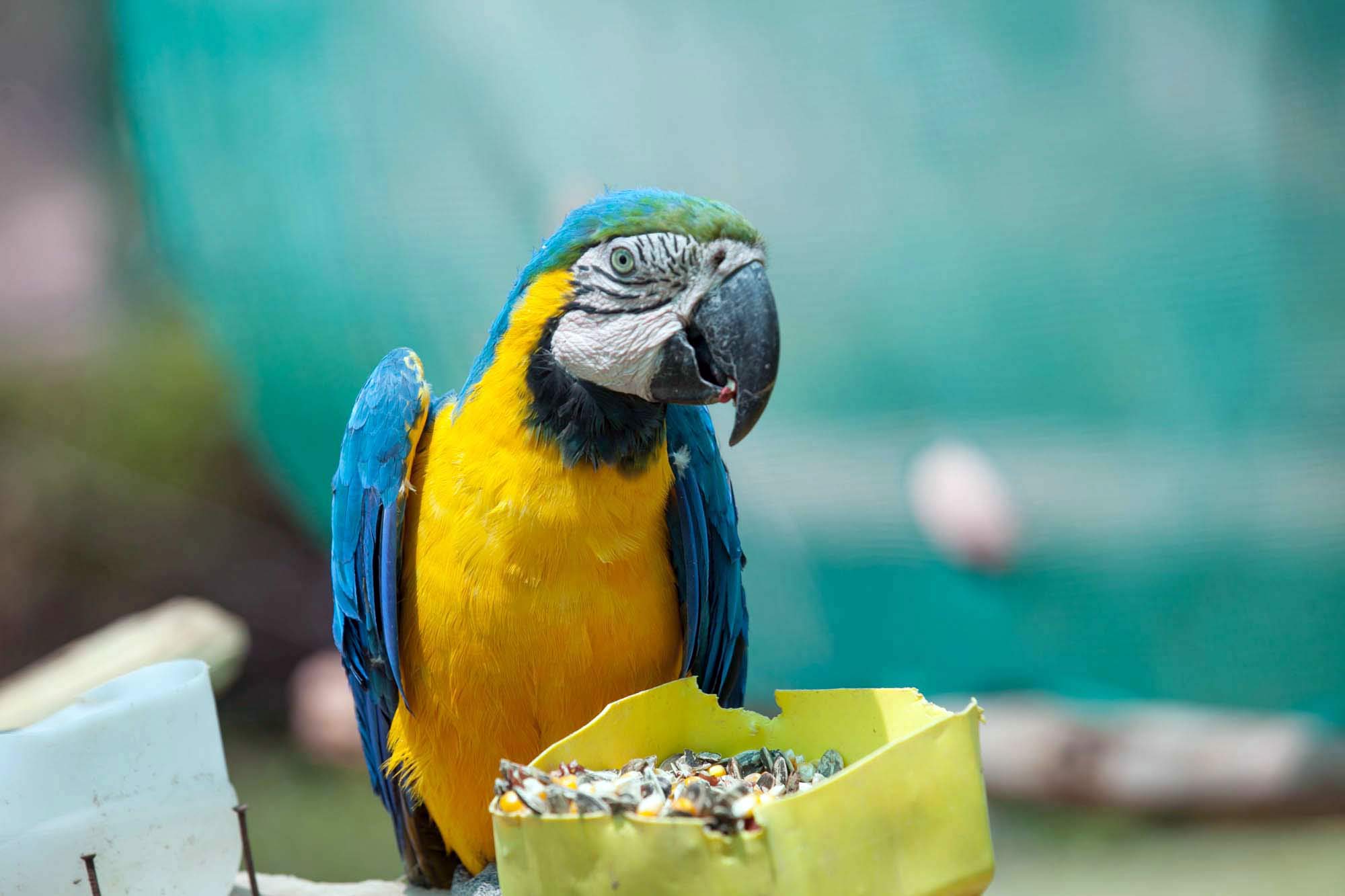 Brazilian parrot in Cusco