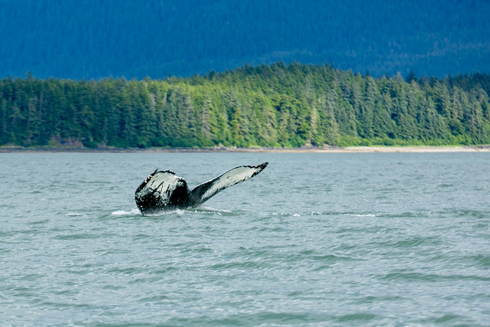 Humpback whale identified as Sasha in Auke Bay, Alaska
