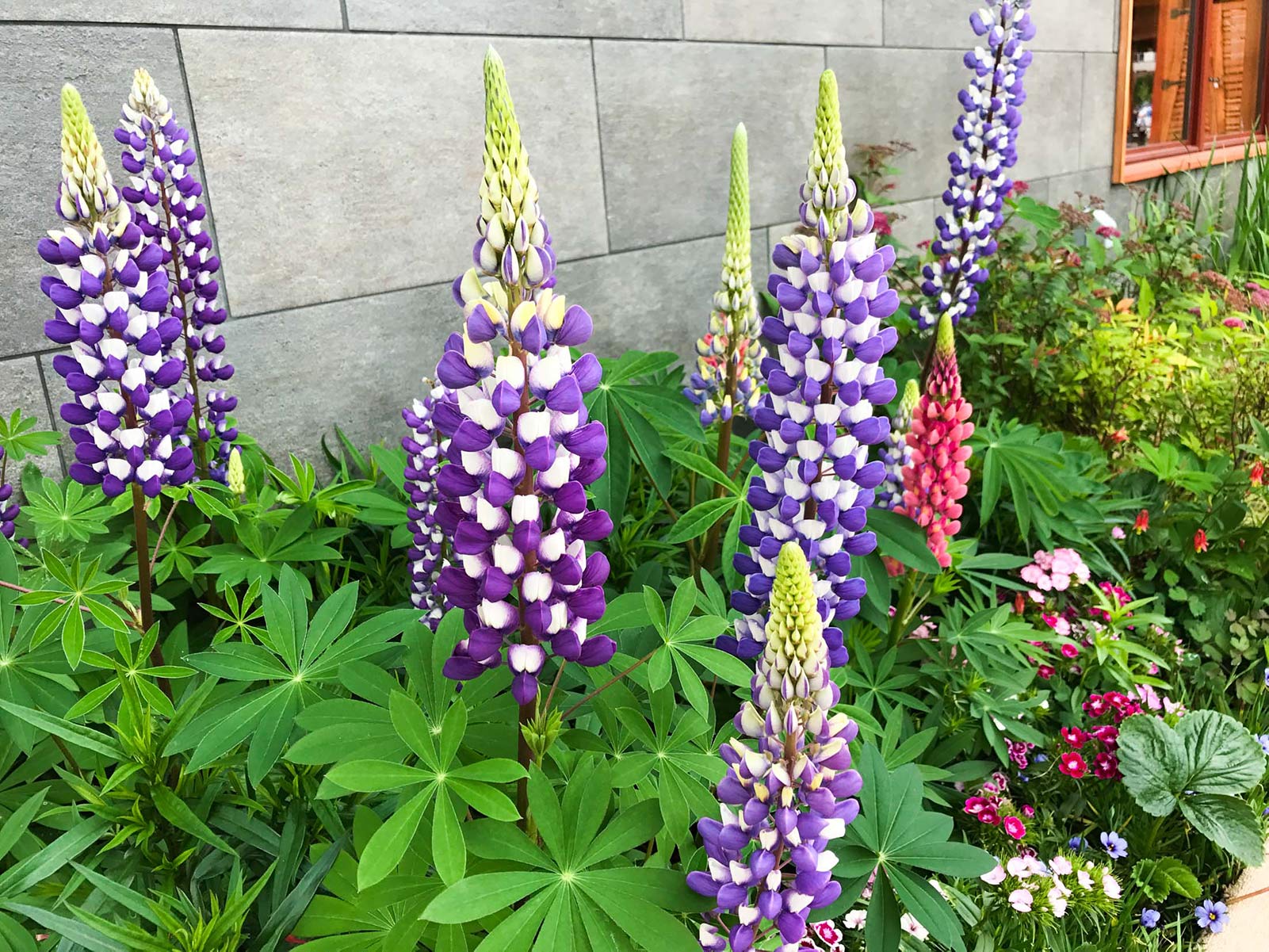 Lupins in Sitka