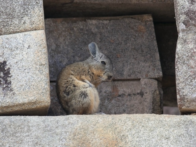 Viscacha at Machu Picchu