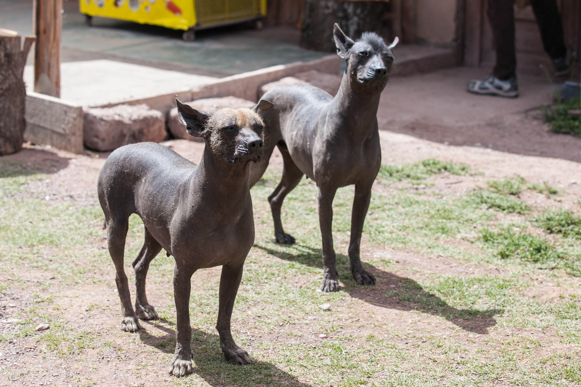 Hairless dogs in Peru