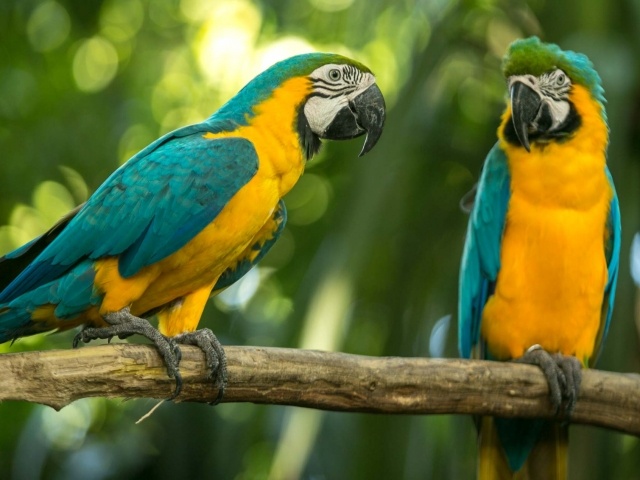 Blue-and-yellow macaws in Cartagena