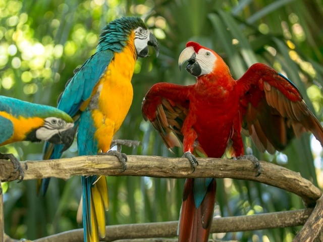 Macaws chatting in Cartagena