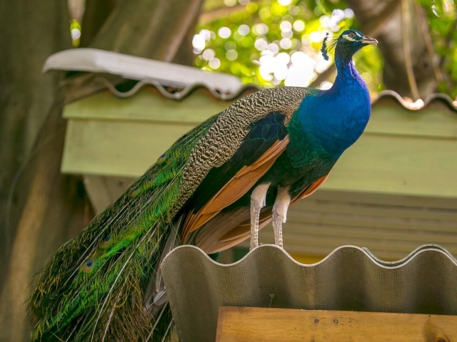 Peacock in Cartagena
