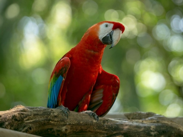 Scarlet macaw at Cartagena cruise port
