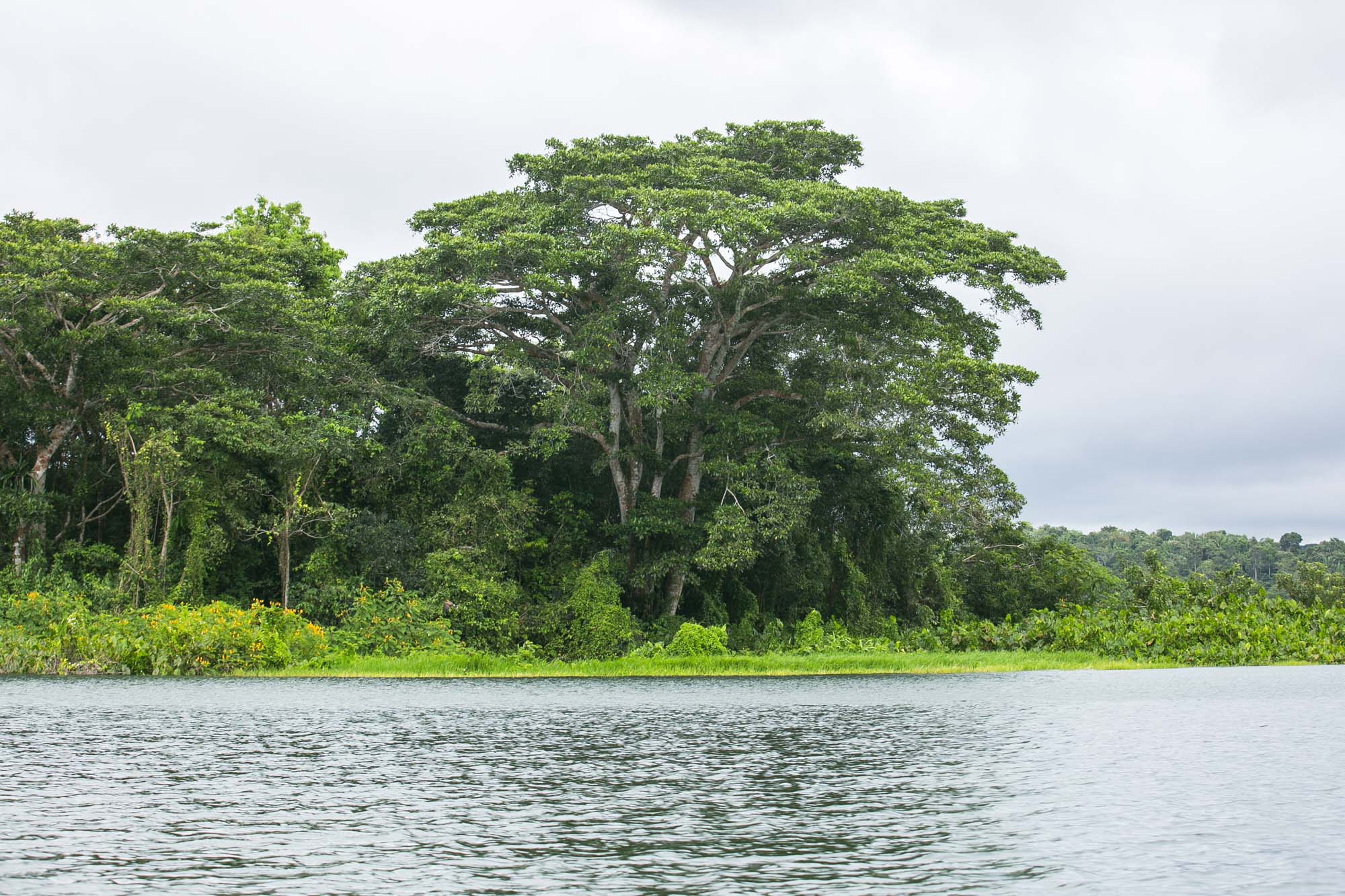Gamboa rainforest in Panama