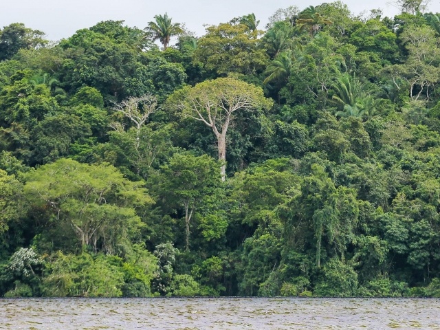 Gamboa rainforest on Gatun Lake in Panama