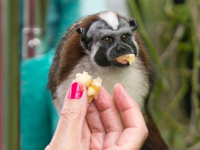 Titi or Tamarin monkey on Monkey Island