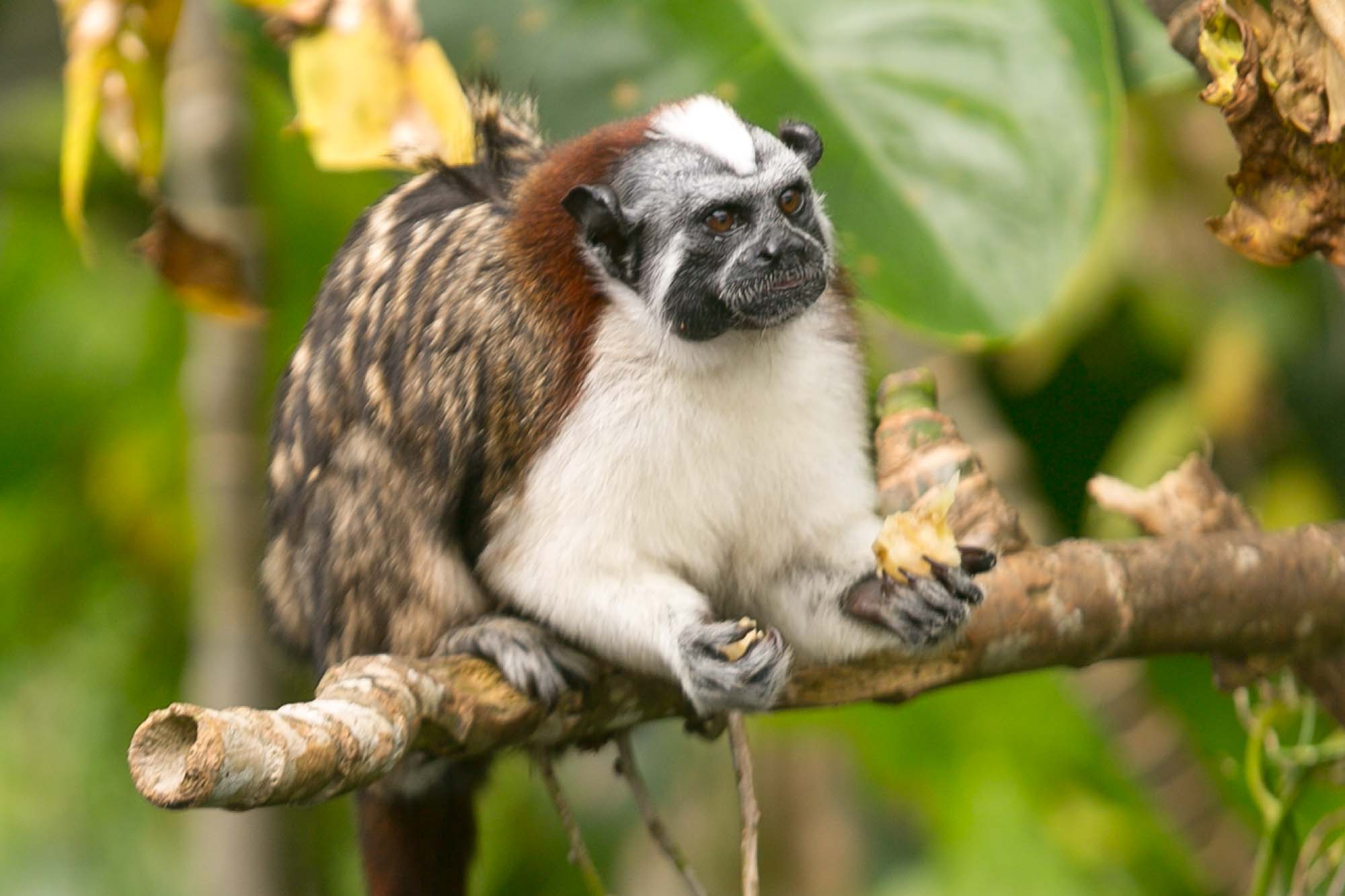 Titi or Tamarin monkey closeup on Monkey Island in Panama