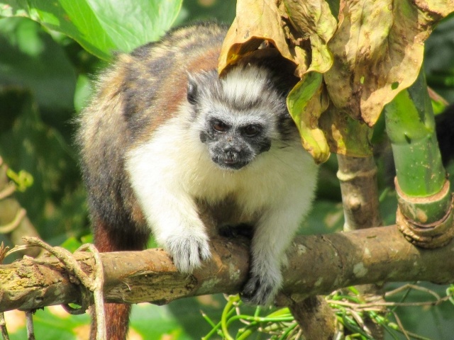 Titi or Tamarin monkey in tree on Monkey Island