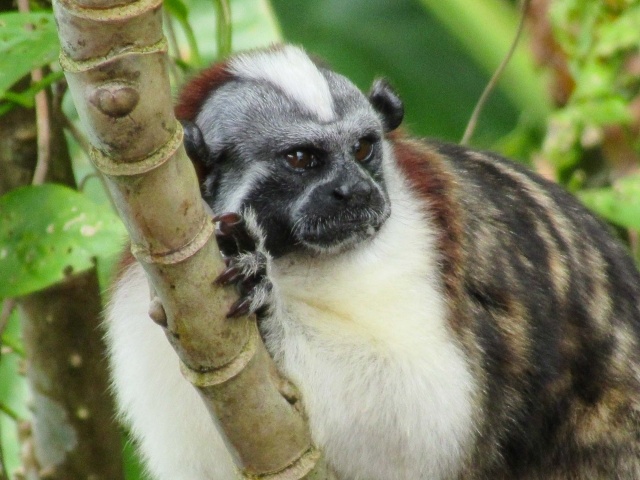 Titi or Tamarin monkey near boat on Monkey Island