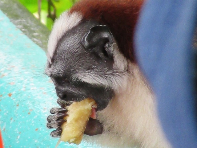 Titi or Tamarin monkey on boat at Monkey Island