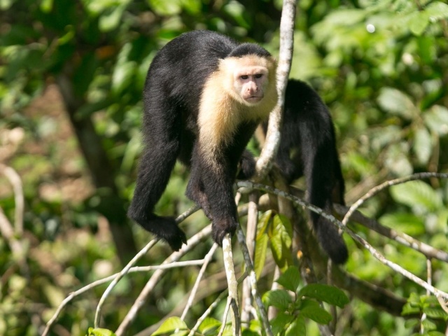 White faced capuchin on Monkey Island