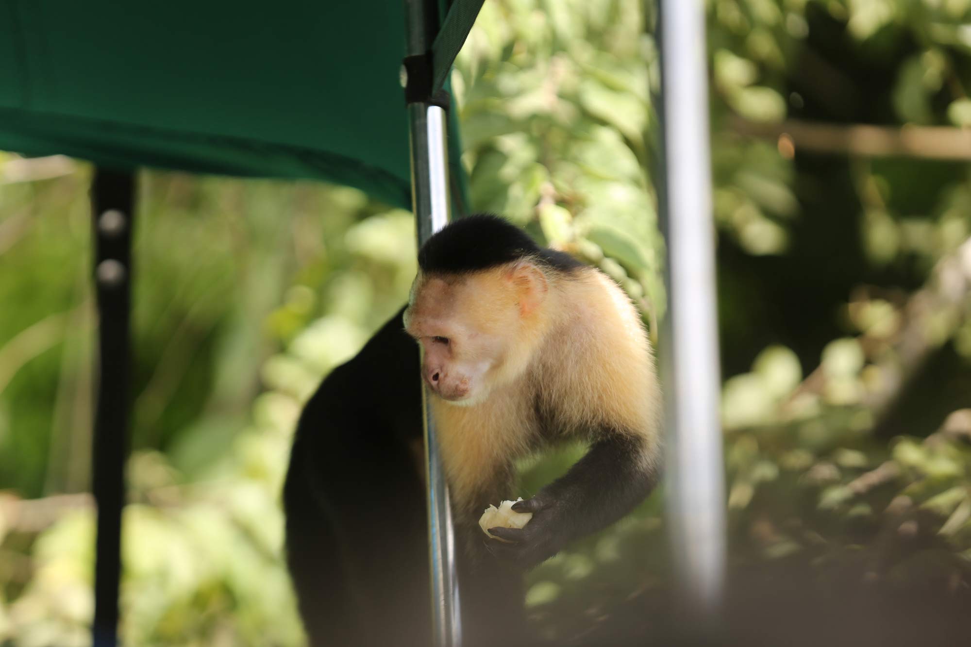 White faced capuchin coming onto boat on Monkey Island