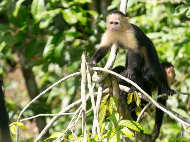 White faced capuchin in tree on Monkey Island