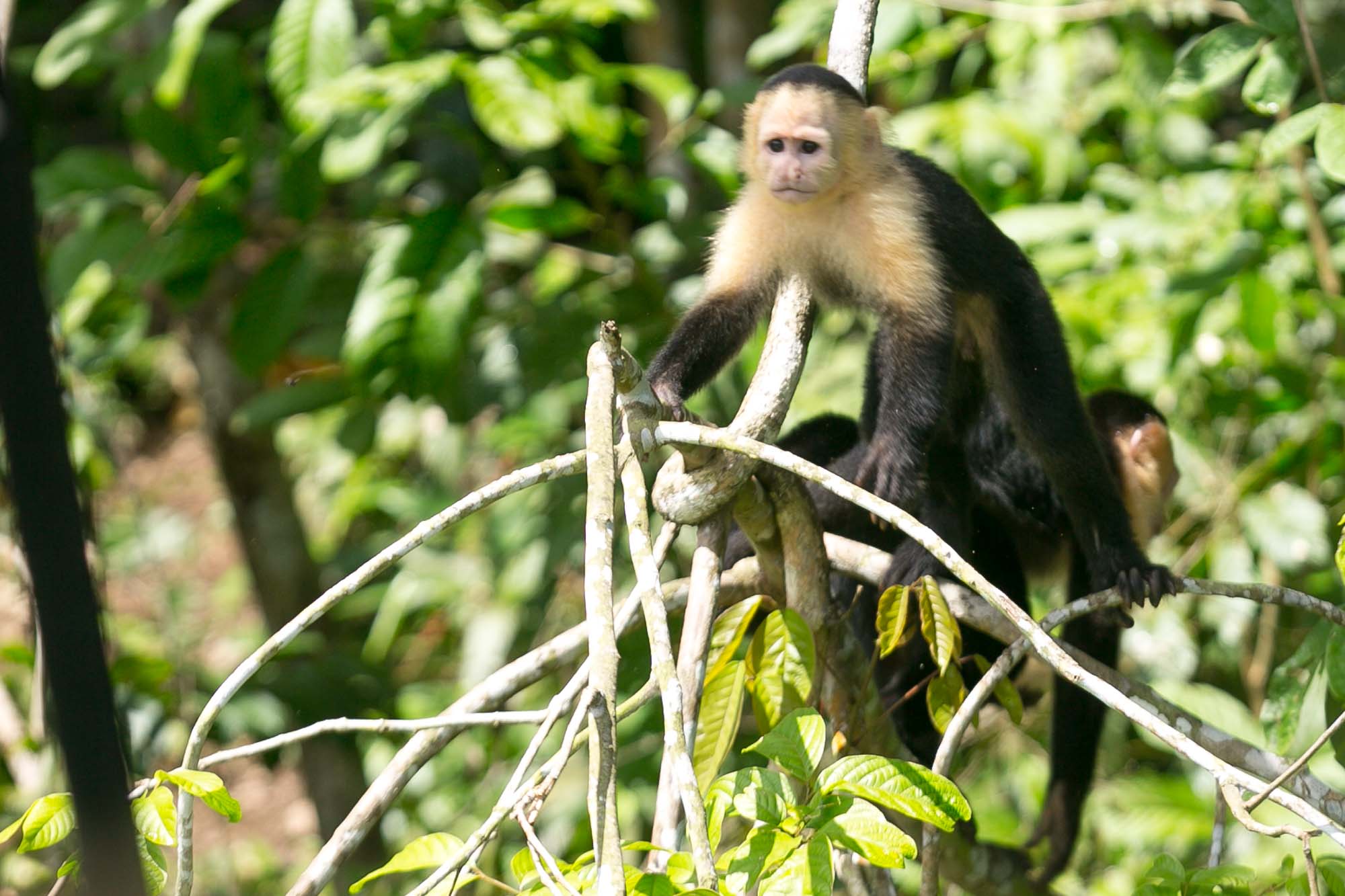 White faced capuchin in tree on Monkey Island