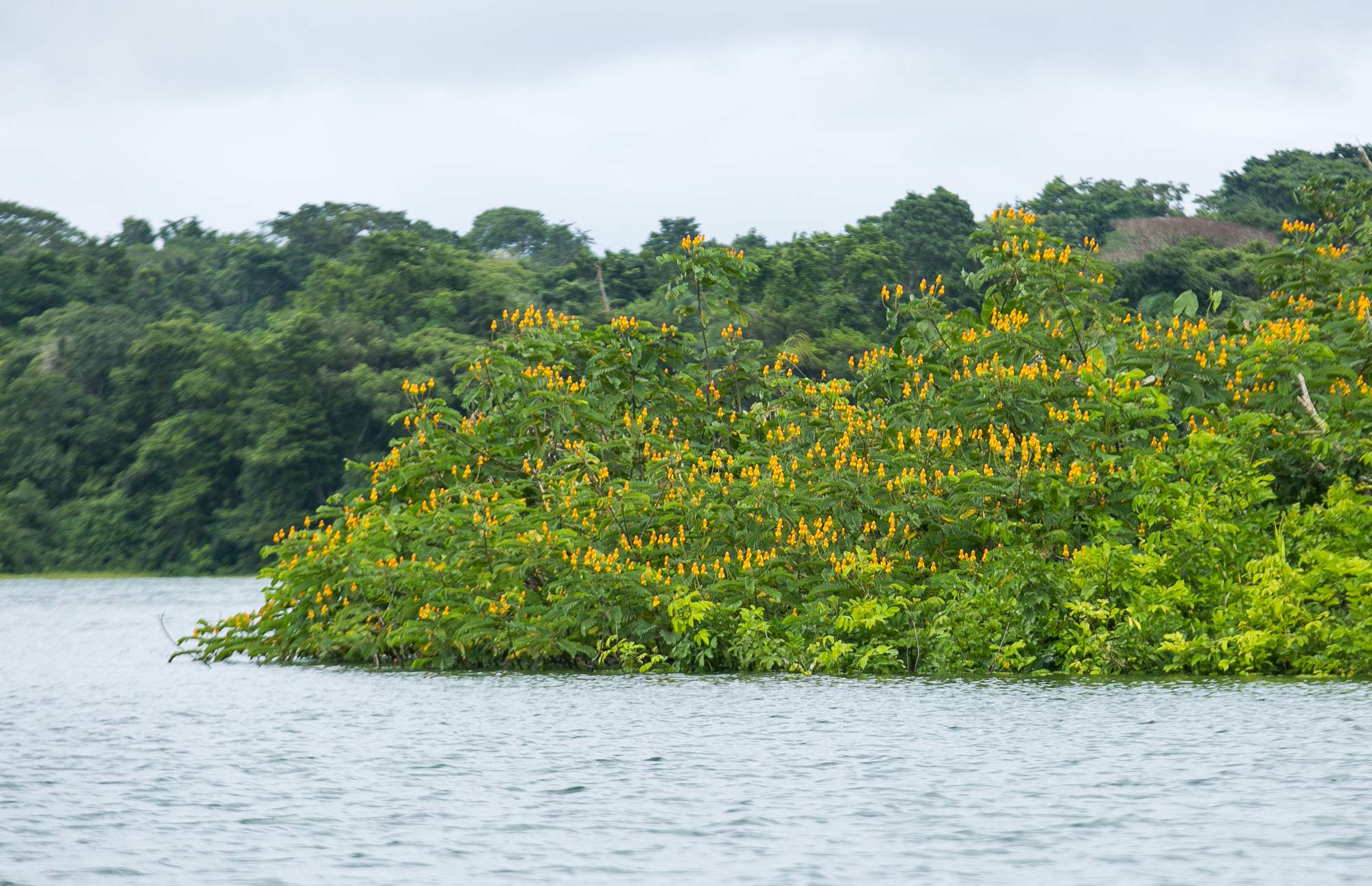 Wildflowers along Gatun Lake in Panama