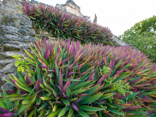 Plants on a stepped pyramid at the Mayan ruins of Dzibanche in Mexico