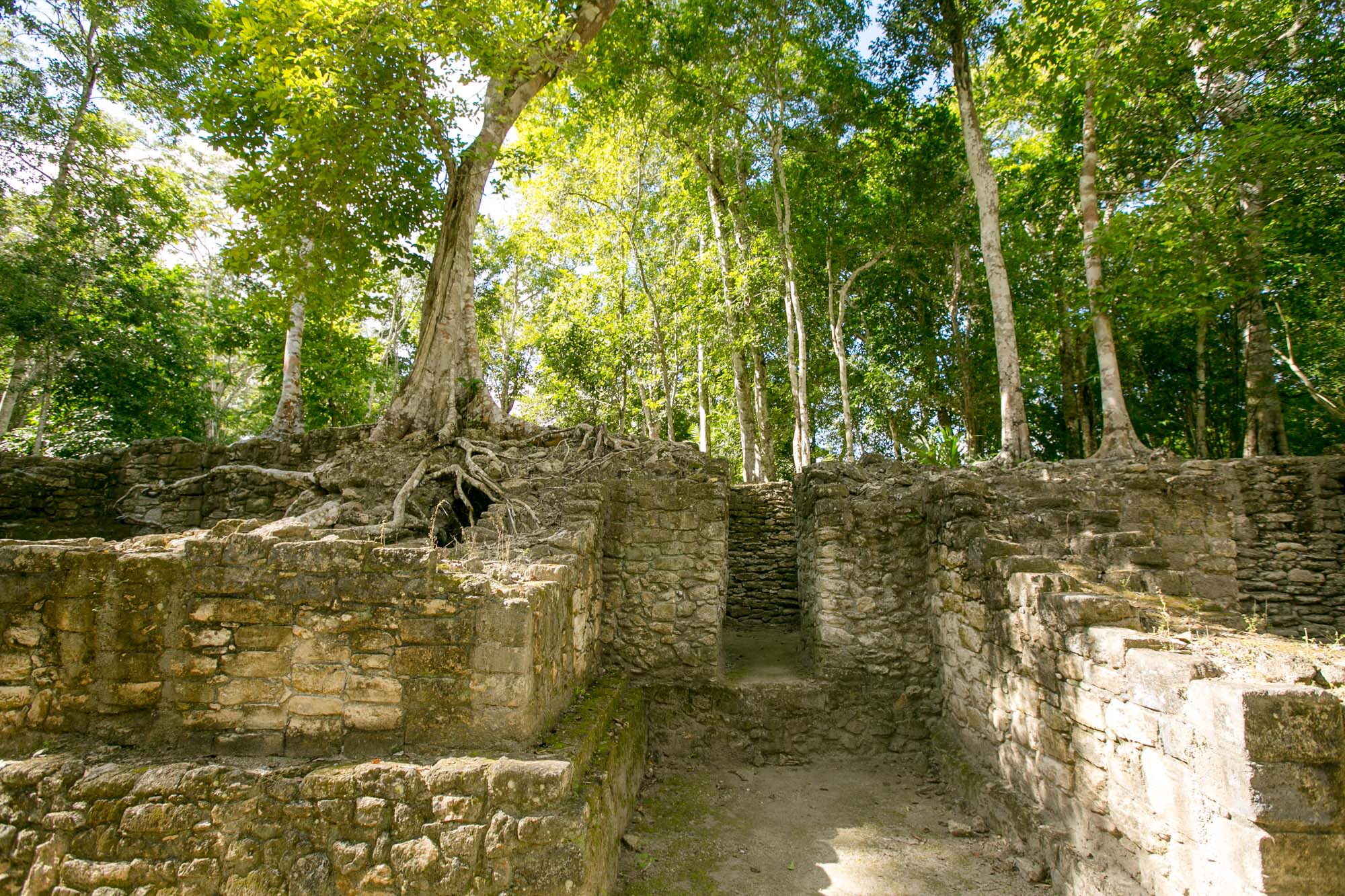 Trees and Mayan ruins at Dzibanche in Mexico