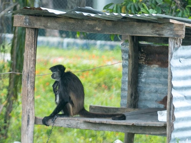 A monkey spotted along the roadway in Costa Maya, Mexico