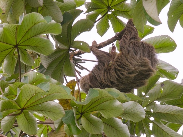 Sloth in Gamboa rainforest of Panama