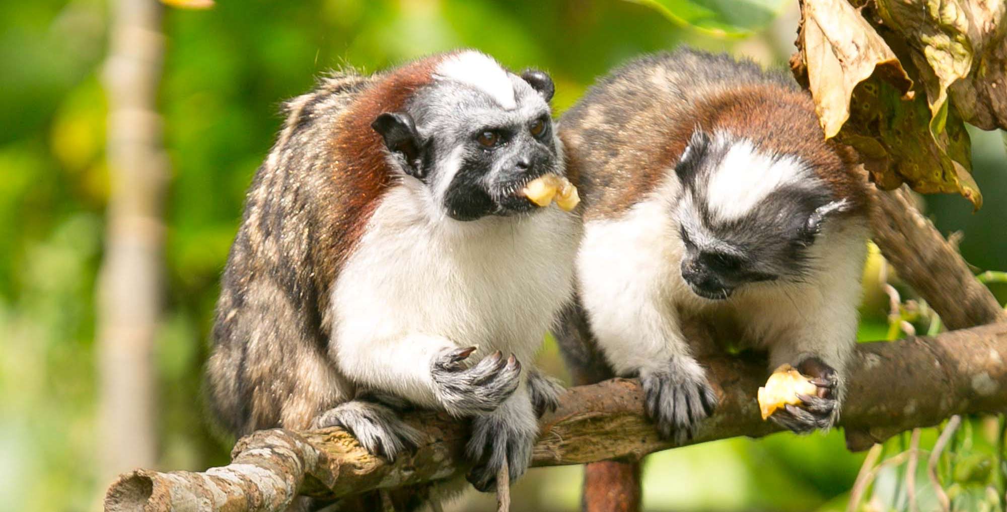 titi monkeys